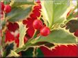 holiday holly berry plant picture