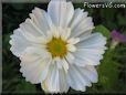 white cosmos flower picture