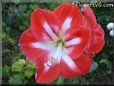 white red amaryllis flower picture