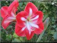 white red amaryllis flower picture