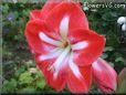 white red amaryllis flower picture