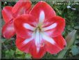 white red amaryllis flower picture