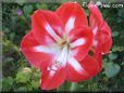 white red amaryllis flower picture