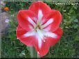 white red amaryllis flower picture