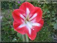 white red amaryllis flower picture