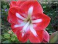 white red amaryllis flower picture