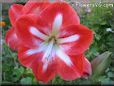 white red amaryllis flower picture