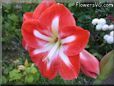 white red amaryllis flower picture