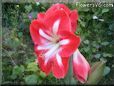 white red amaryllis flower picture