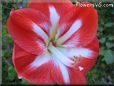 white red amaryllis flower picture