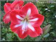 white red amaryllis flower picture