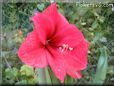 amaryllis flower picture