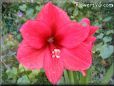 amaryllis flower picture