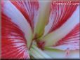 white red amaryllis flower picture