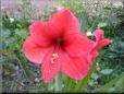 amaryllis flower picture