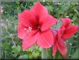 amaryllis flower picture