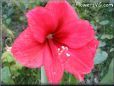 amaryllis flower picture