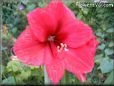 amaryllis flower picture