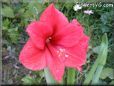 amaryllis flower picture