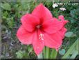 amaryllis flower picture