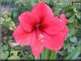 amaryllis flower picture