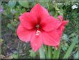 amaryllis flower picture