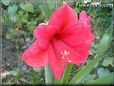 amaryllis flower picture