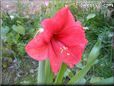 amaryllis flower picture