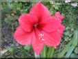 amaryllis flower picture