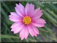 cosmos flower picture