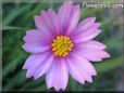 cosmos flower picture