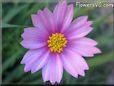 cosmos flower picture