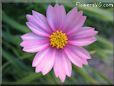 cosmos flower picture