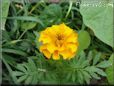 marigold orange flower picture