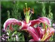 stargazer lily flower picture