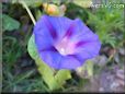 Blue Morning Glory picture