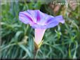 morning glory picture
