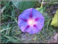 morning glory picture