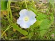 morning glory flower picture