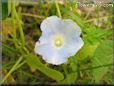 morning glory flower picture