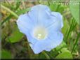 morning glory flower picture