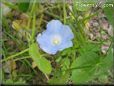 morning glory flower picture