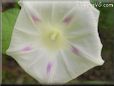 morning glory flower picture