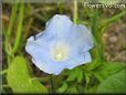 morning glory flower picture