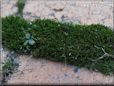 moss pic