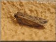 moth picture