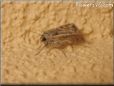 moth photo