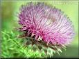 musk thistle