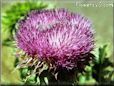 musk thistle flower