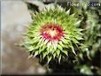 musk thistle picture